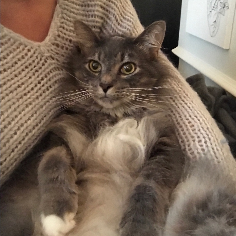Meet your Posher, Lilly